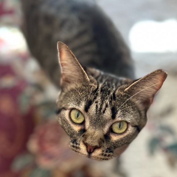 💖Come visit my Mama & Shop the Kitty-Korner!💖 - Picture 4 of 17